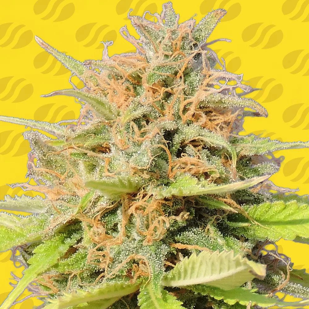 Girl Scout Cookies Auto Original Sensible Seeds