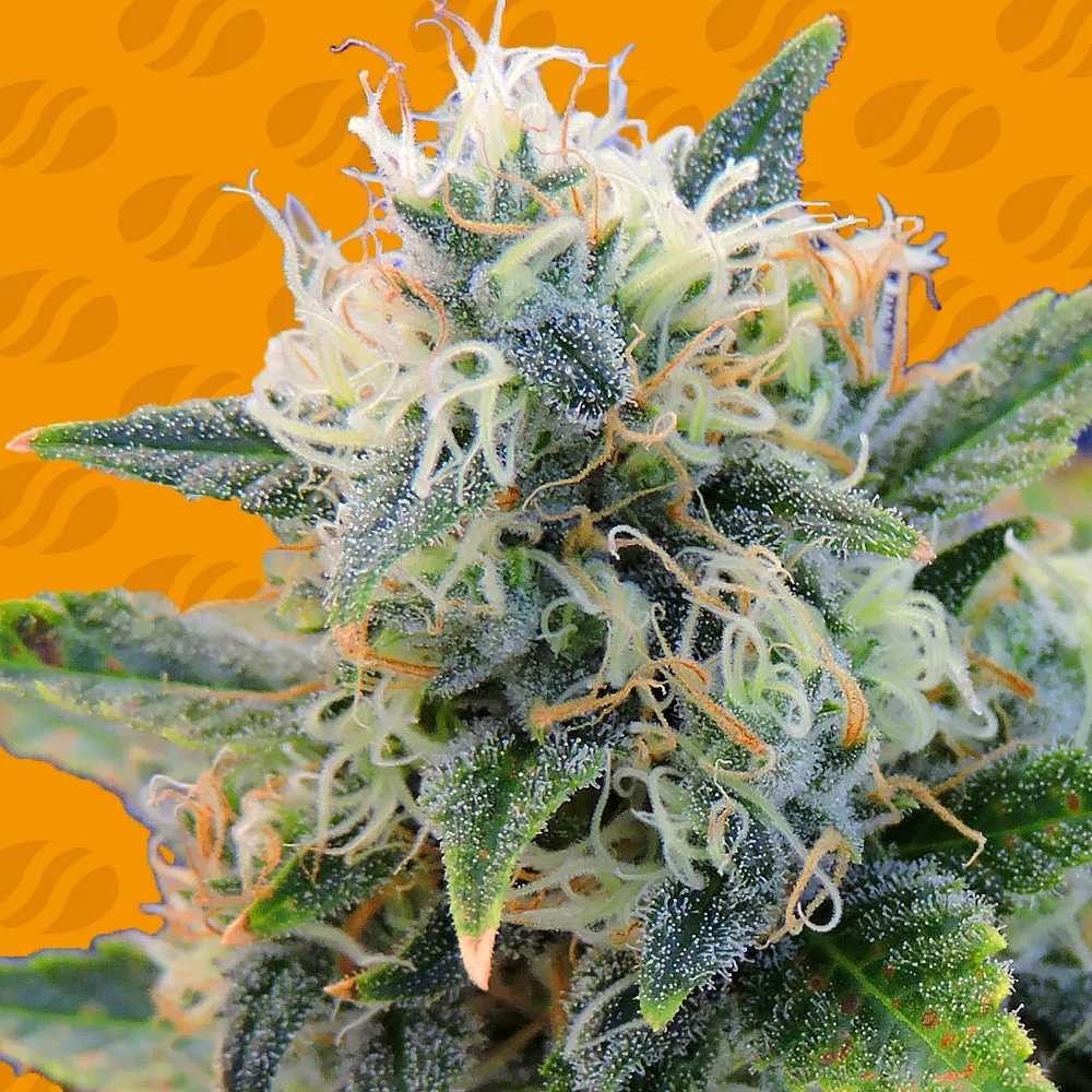 Girl Scout Cookies Original Sensible Seeds