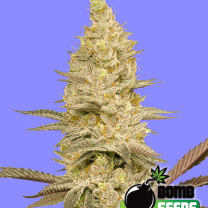 Glookie Bomb von Bomb Seeds
