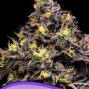 Glowberry Rush von Anesia Seeds