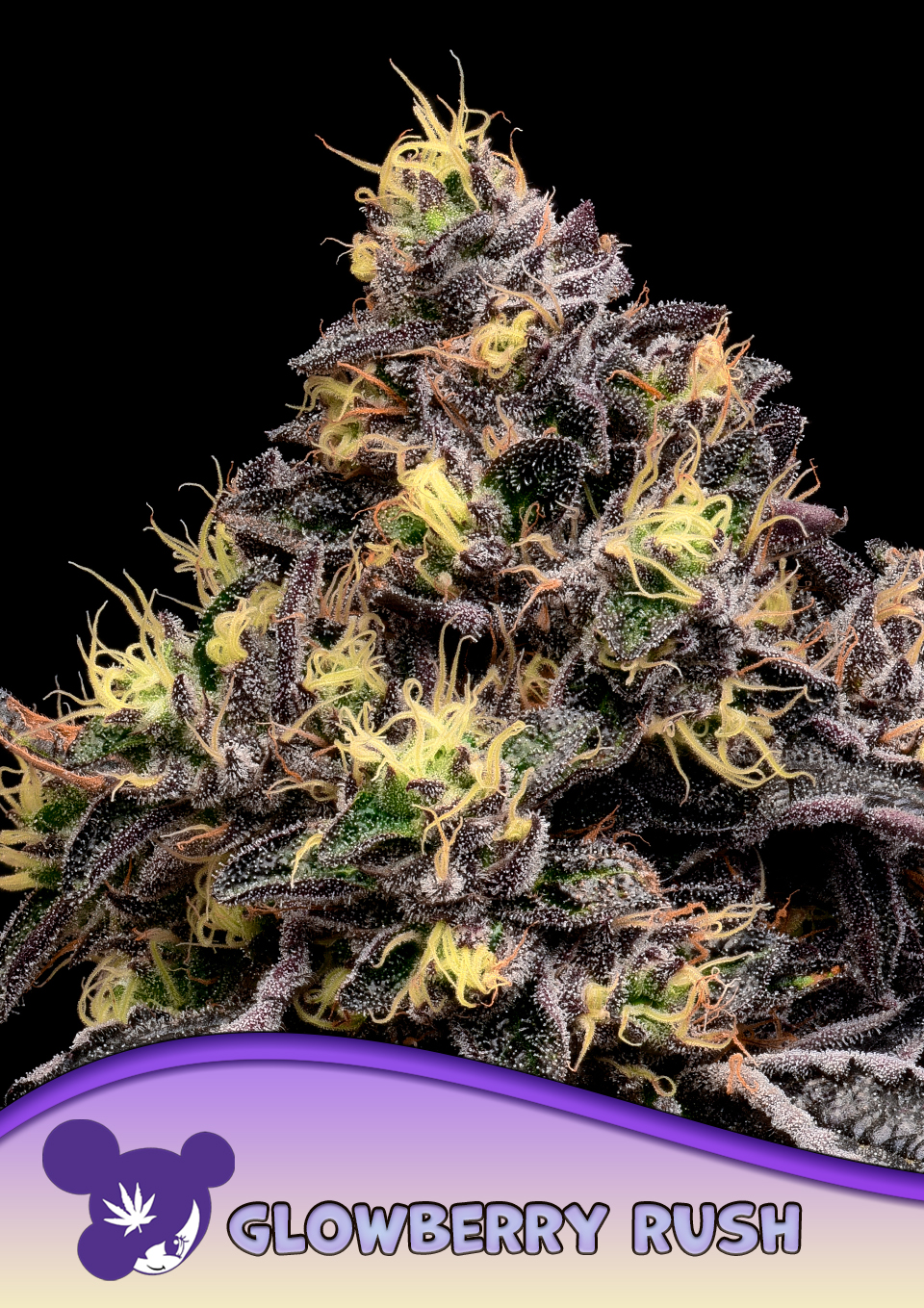 Glowberry Rush von Anesia Seeds