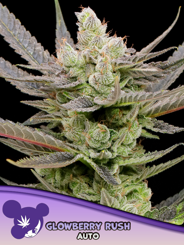 Glowberry Rush Auto 5 St. Anesia Seeds