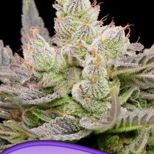 Glowberry Rush Auto von Anesia Seeds