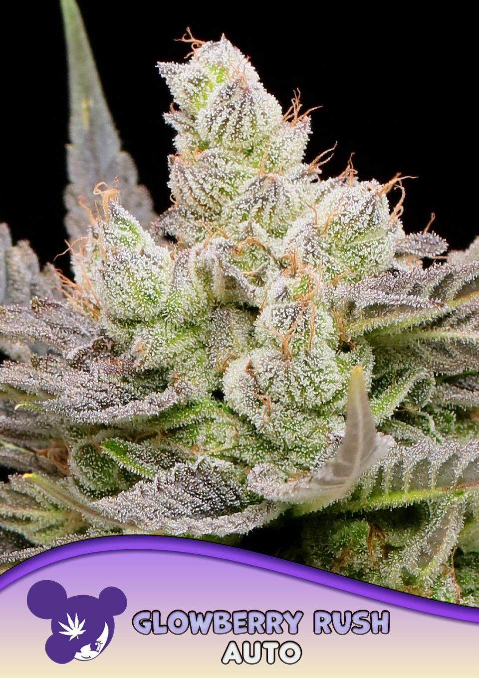 Glowberry Rush Auto von Anesia Seeds