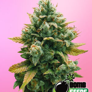 Godfather Bomb von Bomb Seeds