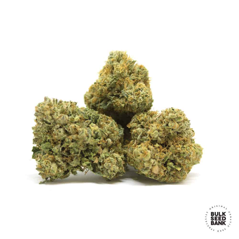 Good Wild Shark Bulk Seed Bank
