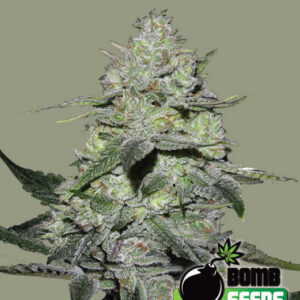 Gorilla Bomb von Bomb Seeds