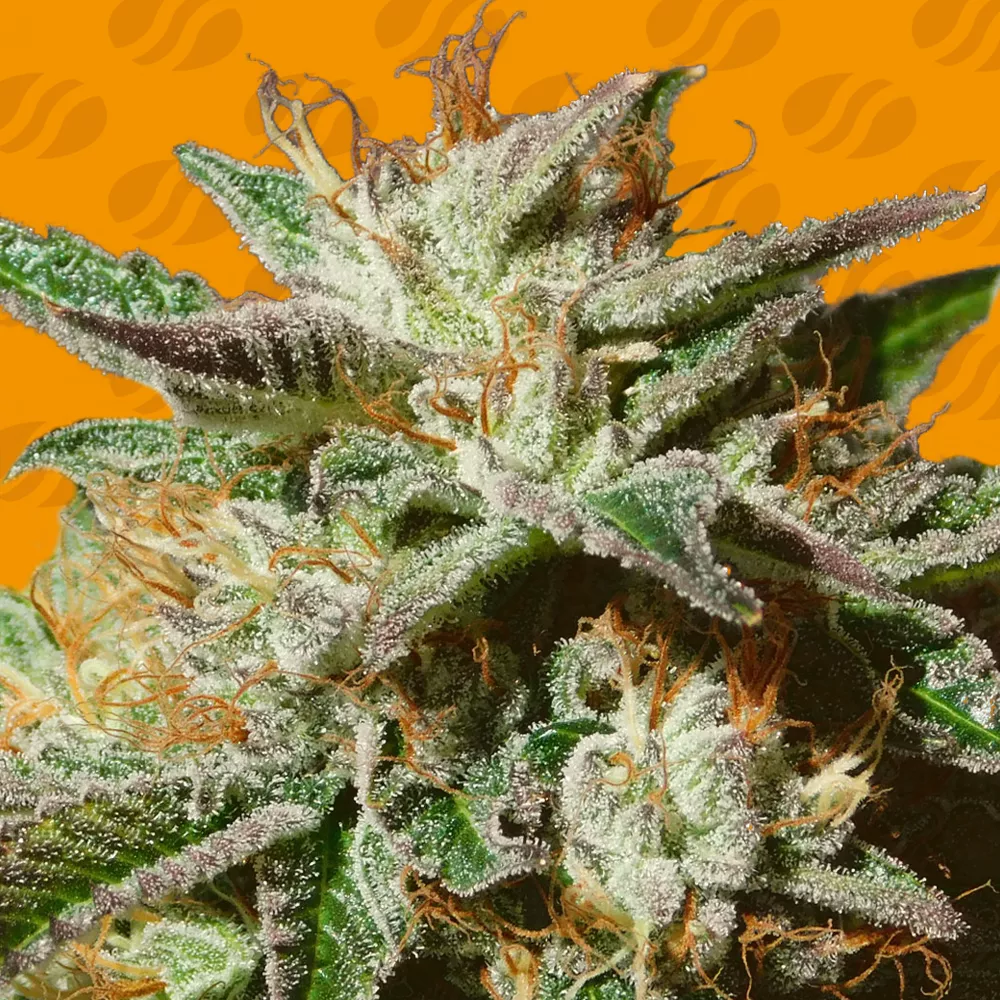 Gorilla Cookies Original Sensible Seeds