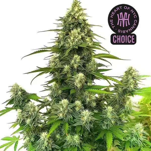 GG4 Autoflower HMC Edition Blimburn Seeds
