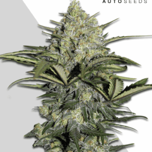 Gorilla GG4 Auto von Auto Seeds