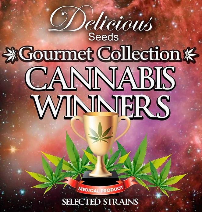 Cannabis Winners #1 von Delicious Seeds
