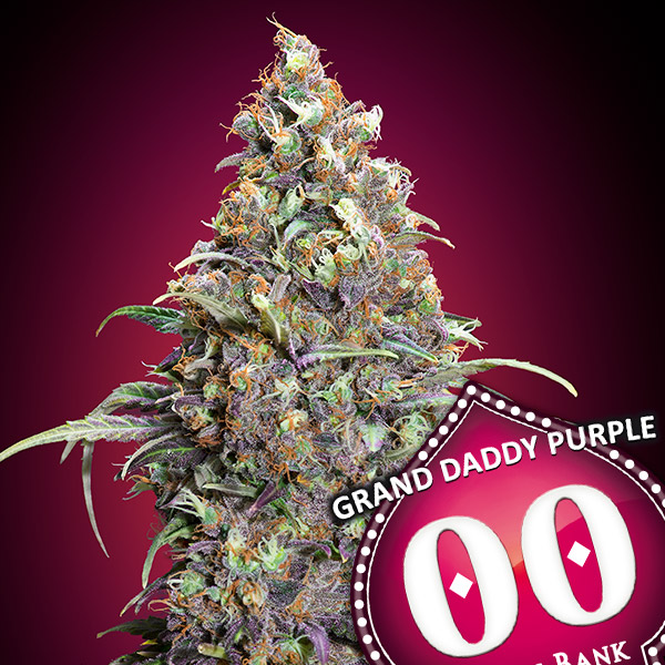 Grand Daddy Purple von 00 Seeds