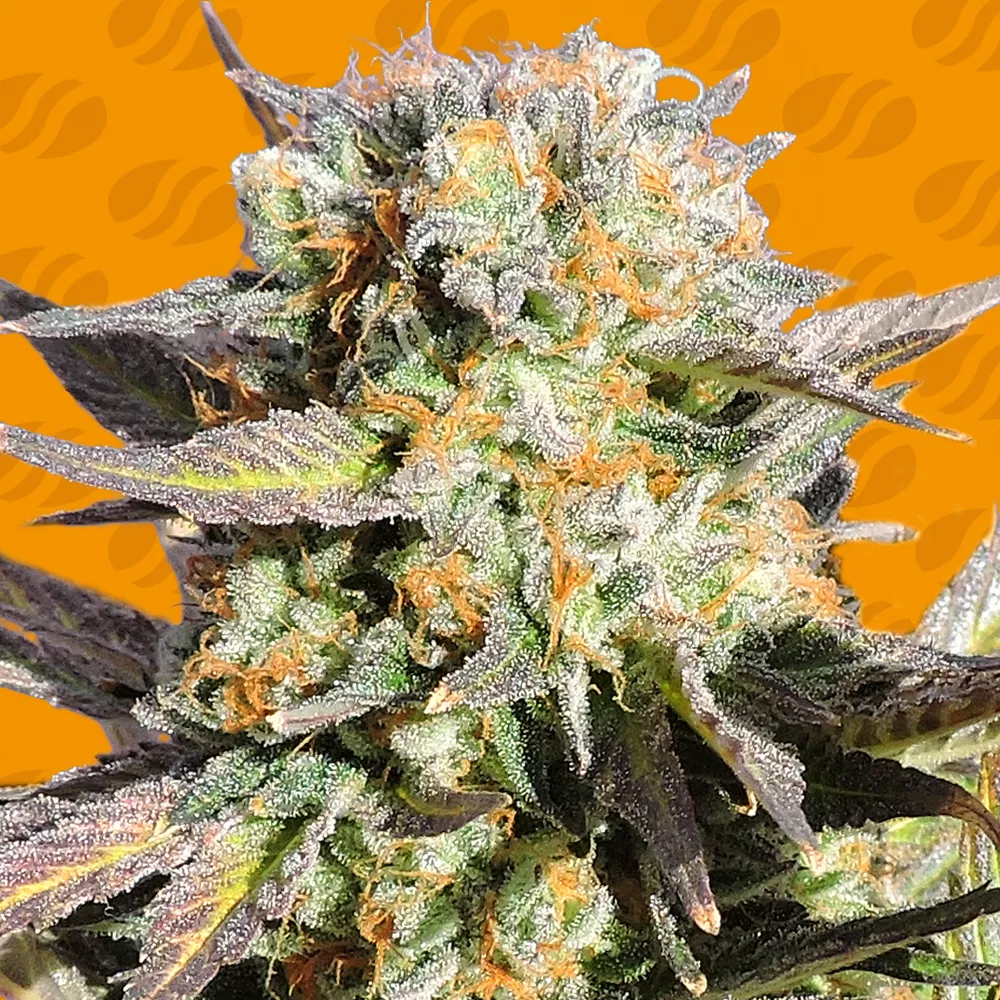 Grandaddy Black Original Sensible Seeds
