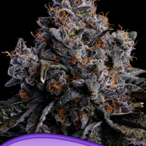 Grape Pop Rocks Auto von Anesia Seeds