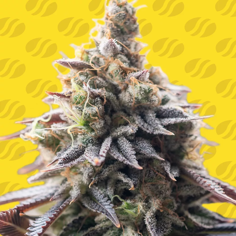 Grape Soda Auto Original Sensible Seeds
