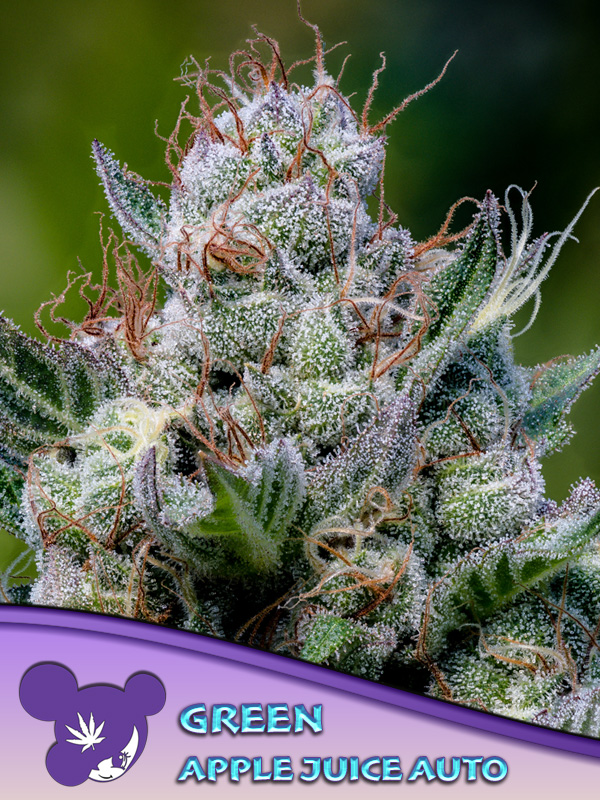 Green Apple Juice Auto von Anesia Seeds
