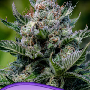 Green Apple Juice Auto von Anesia Seeds