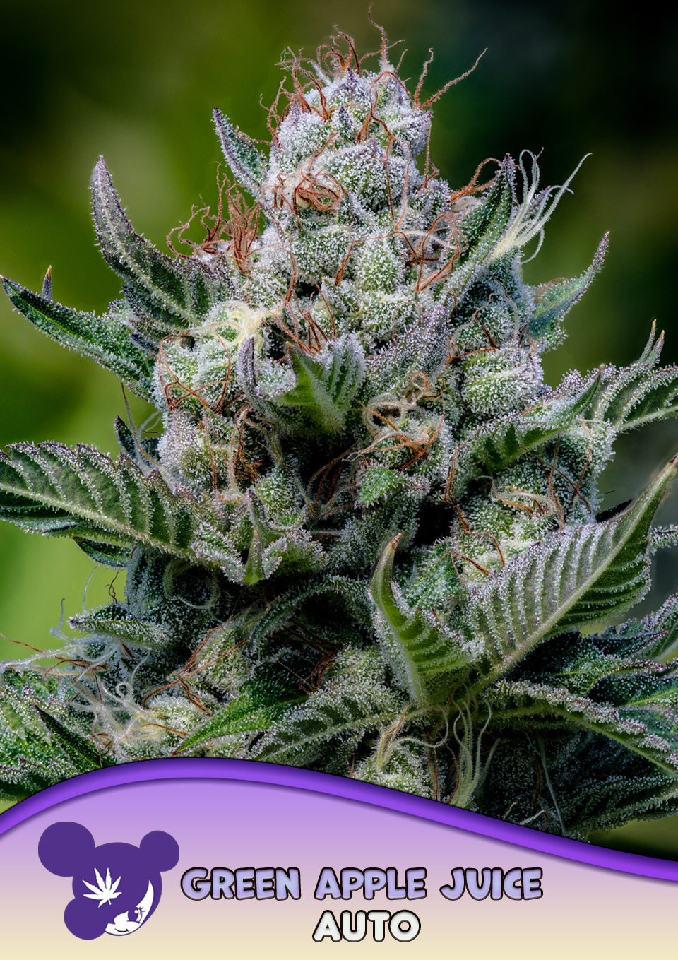 Green Apple Juice Auto von Anesia Seeds