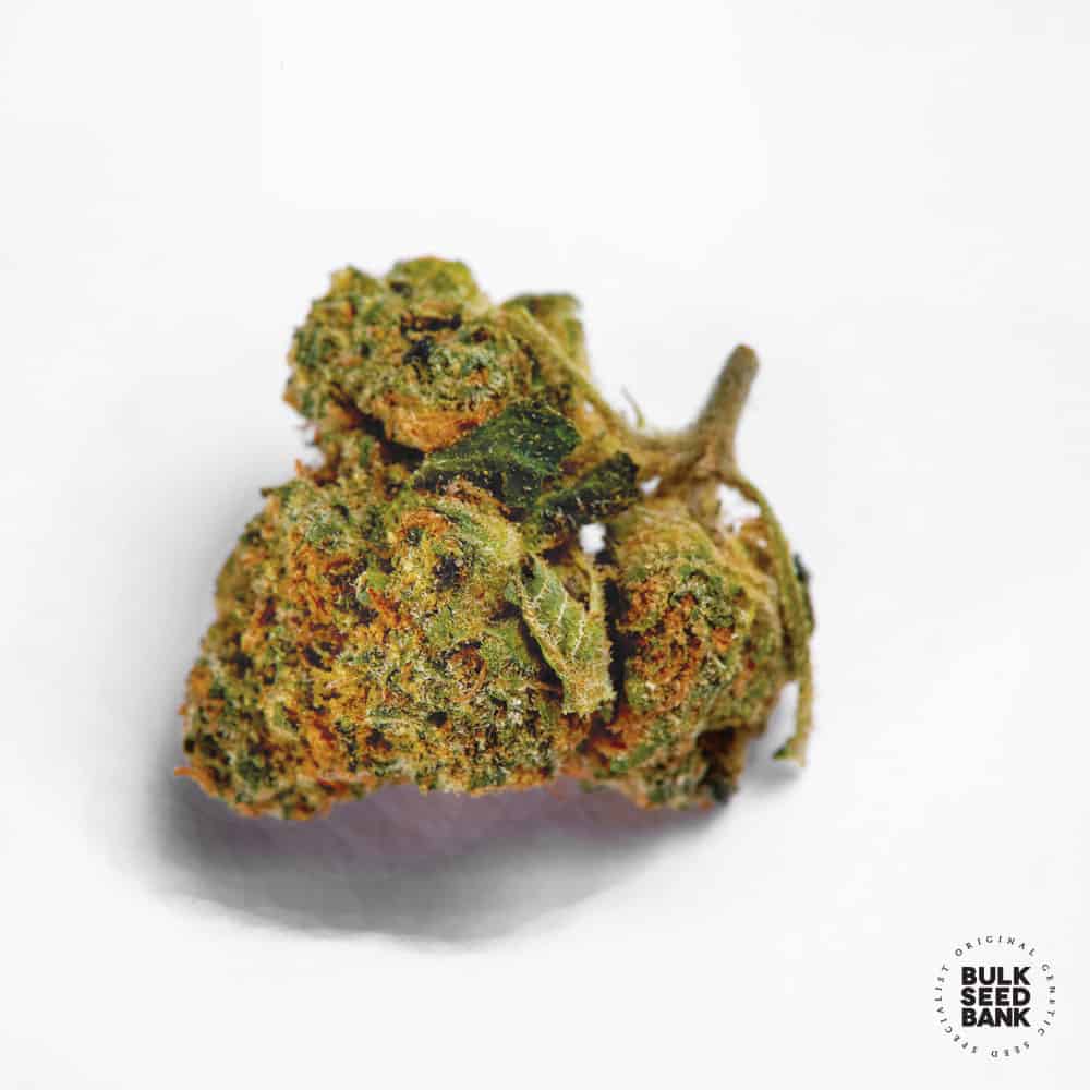 Green Candy Bulk Seed Bank
