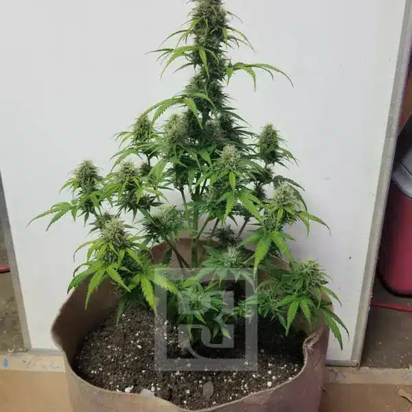AK Auto Blimburn Seeds