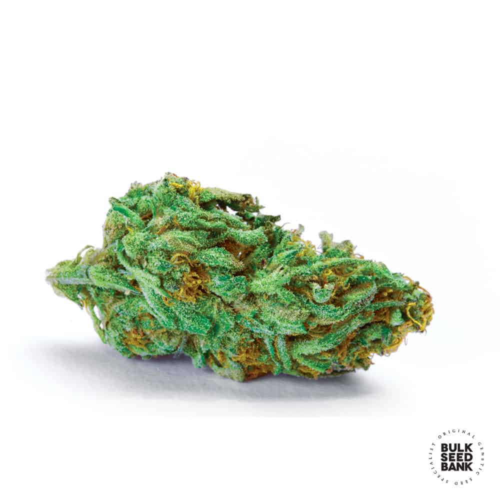 Green Scout Cookies Bulk Seed Bank