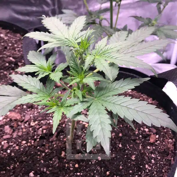 Grizzly Purple Auto Blimburn Seeds