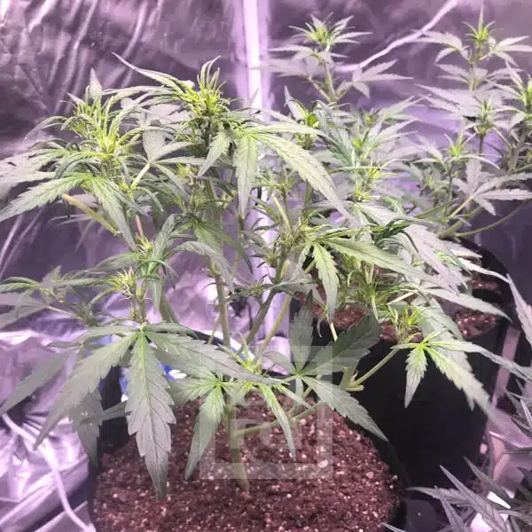 Grizzly Purple Auto Blimburn Seeds