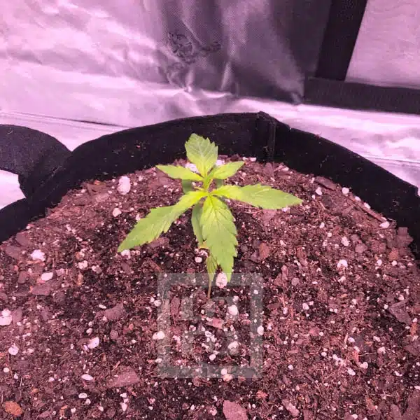 Grizzly Purple Auto Blimburn Seeds