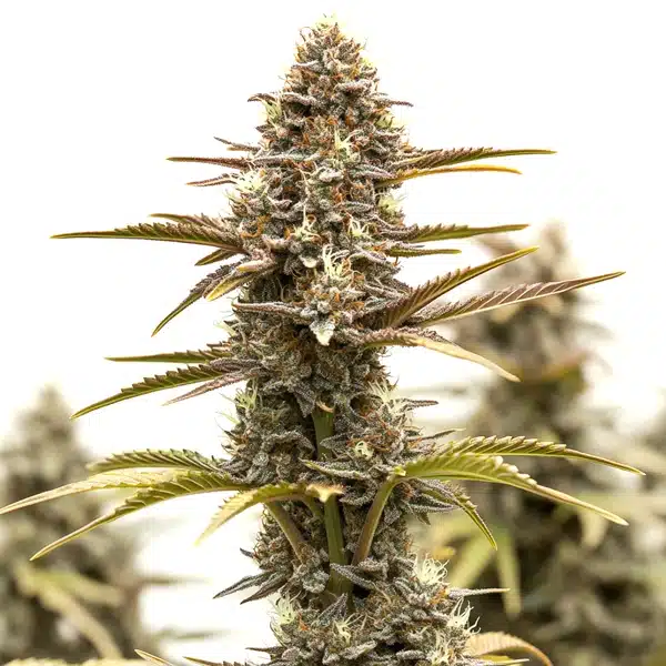 Grizzly Purple Kush Blimburn Seeds