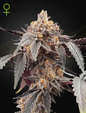 Guava x Gelato 41 Auto von Green House Seed Co.