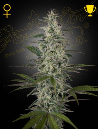 Hawaiian Snow von Green House Seed Co.
