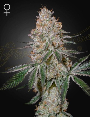 HighCloudZ von Green House Seed Co.