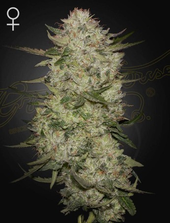 HighCloudZ Auto von Green House Seed Co.