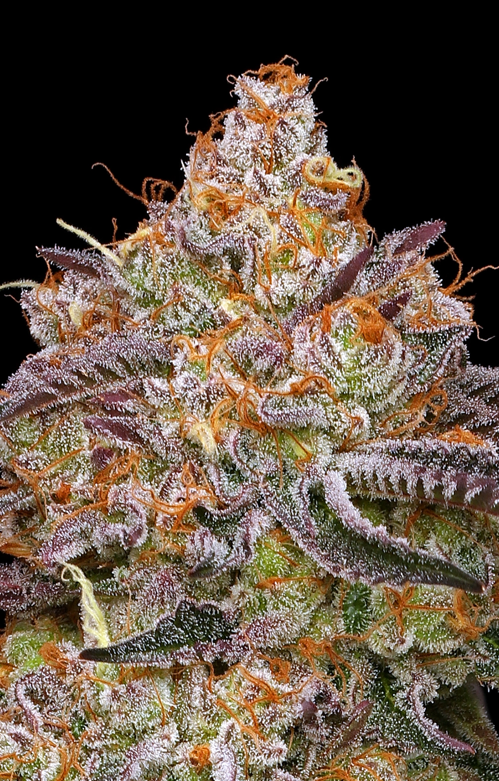 Granny Candy von Humboldt Seed Company