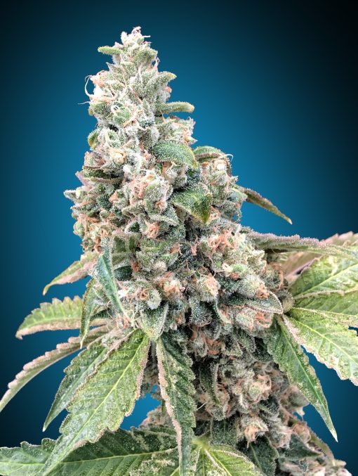 Harlequin CBD von 00 Seeds