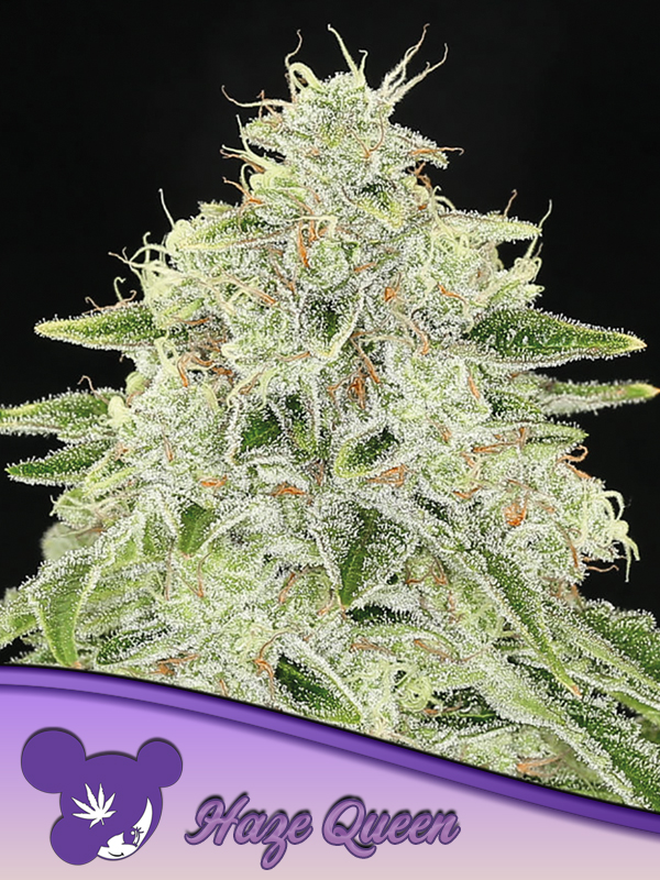 Haze Queen von Anesia Seeds