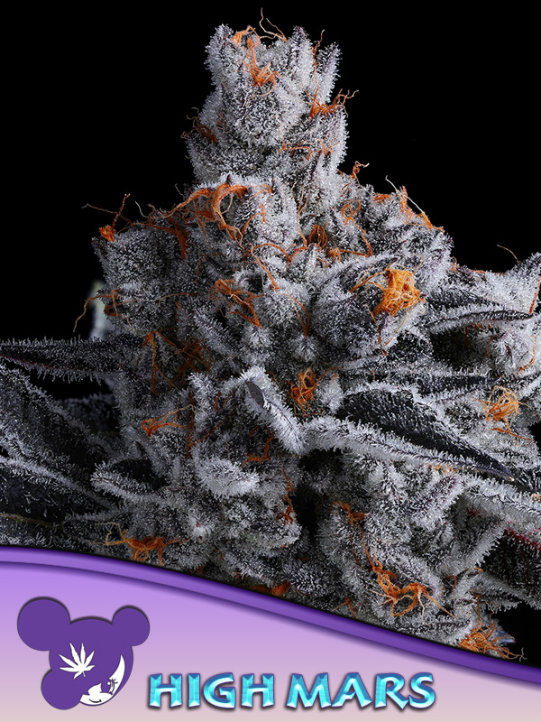 High MARS von Anesia Seeds