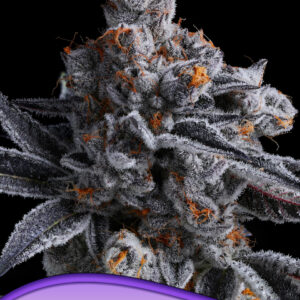 High MARS von Anesia Seeds