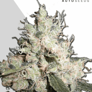 Hijack Auto von Auto Seeds