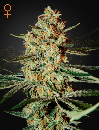 Himalaya Gold von Green House Seed Co.