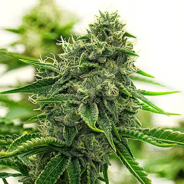 Hippo High von Blimburn Seeds