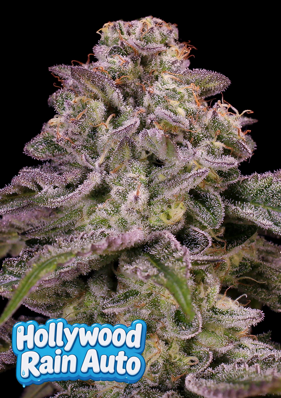 Hollywood Rain Auto von Anesia Seeds