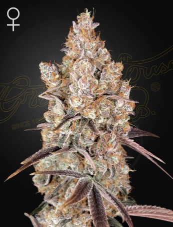 Holy Snow von Green House Seed Co.