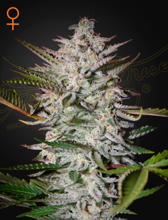 Holy Punch von Green House Seed Co.