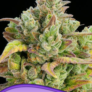 Honey Fried Bananas von Anesia Seeds