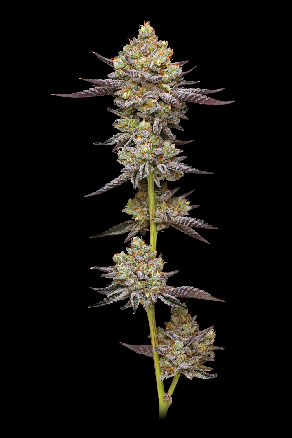 Hyper Za von Humboldt Seed Company