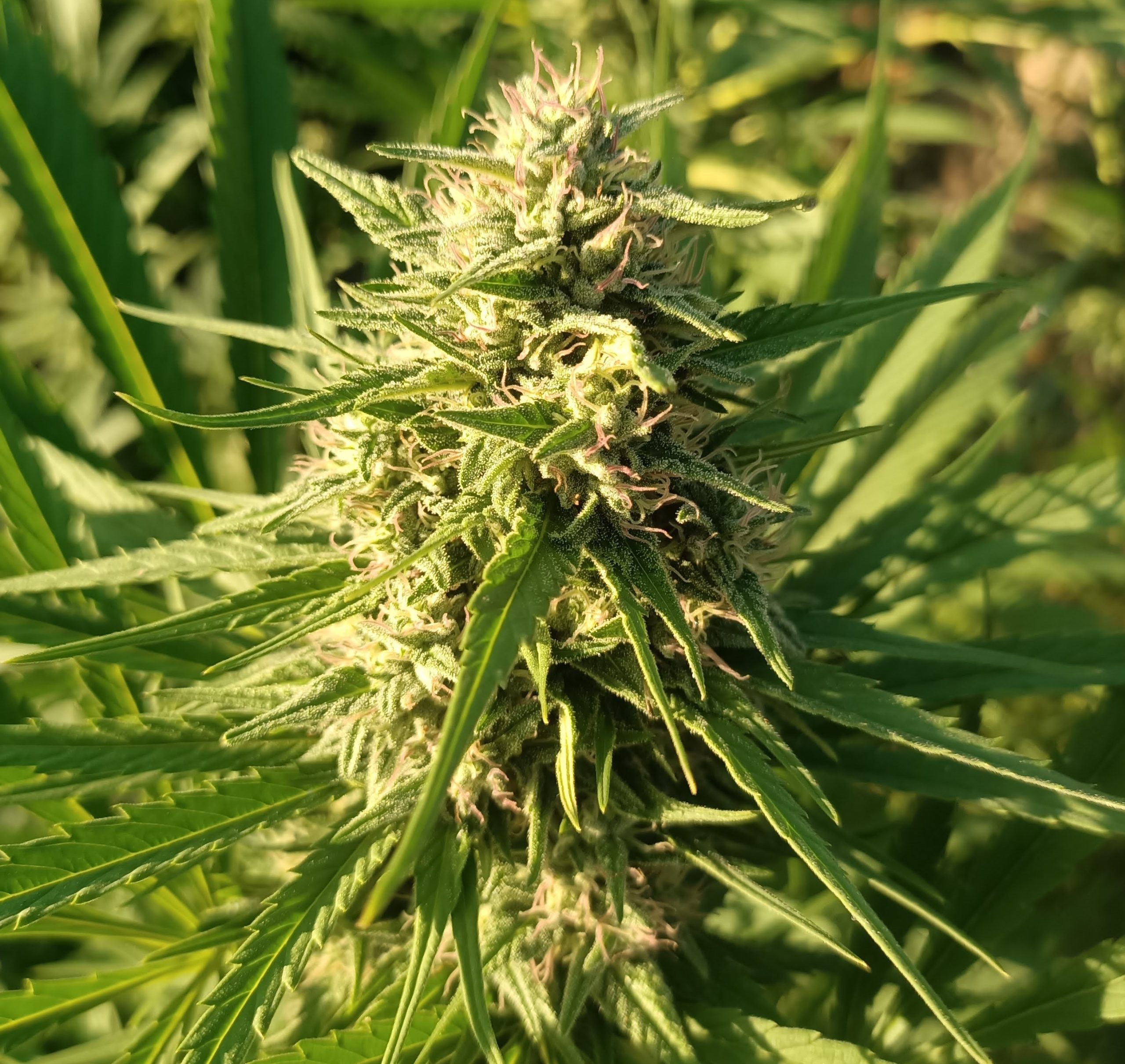Creeper Gouge von ACE Seeds