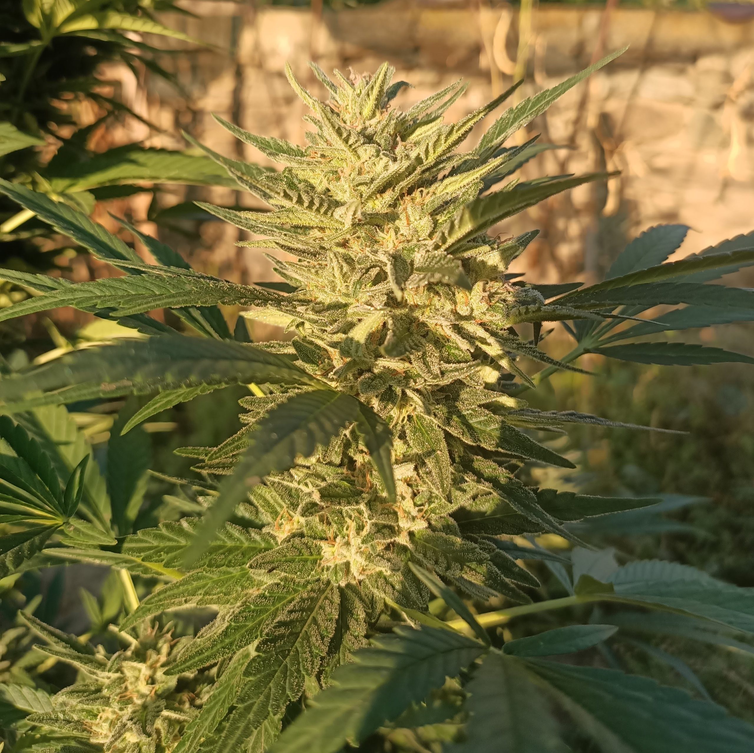 Creeper Gouge von ACE Seeds