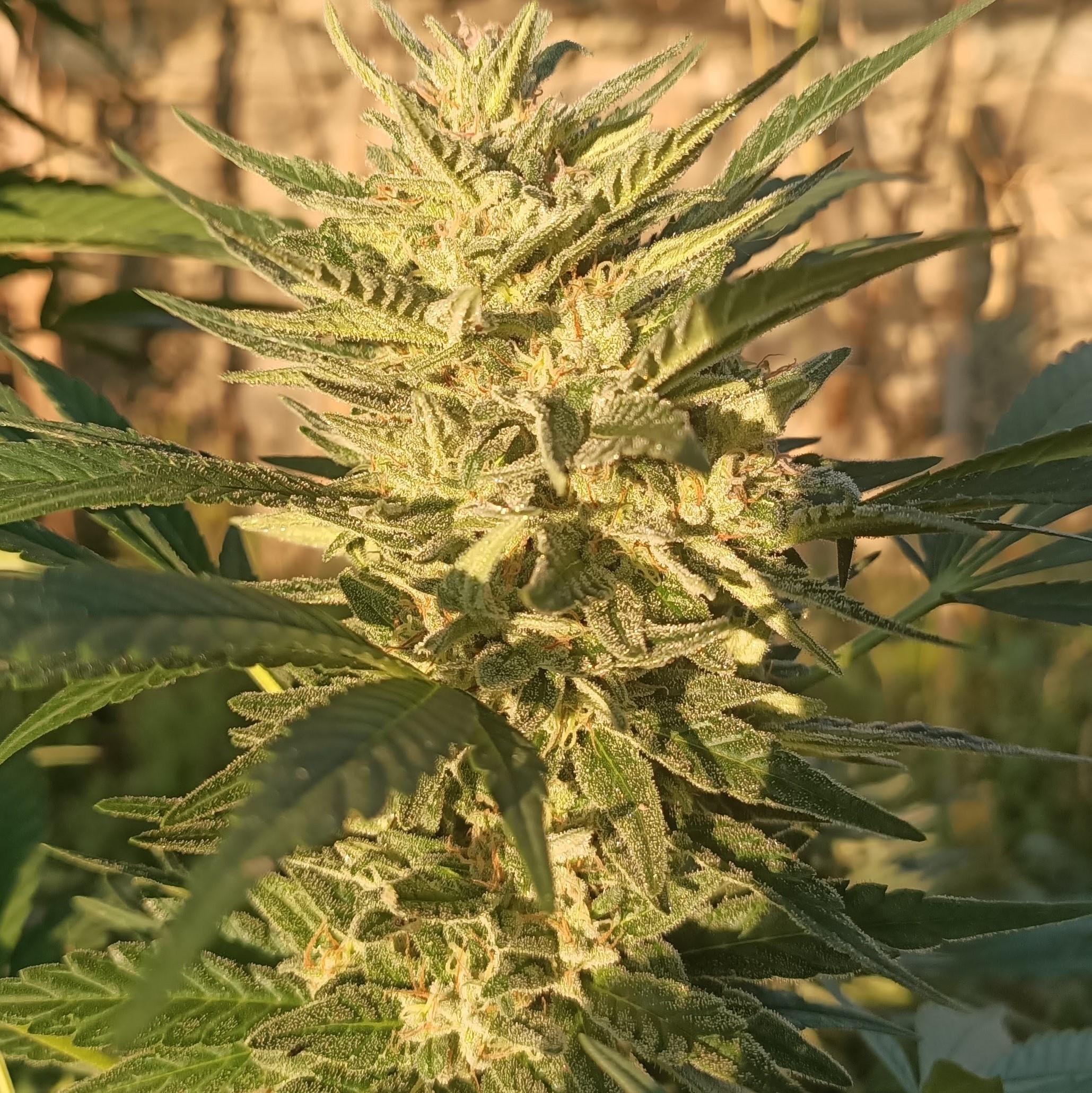 Creeper Gouge von ACE Seeds