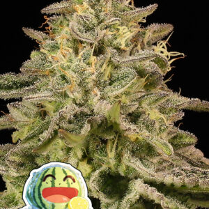 Iced Lemon Watermelon von Anesia Seeds
